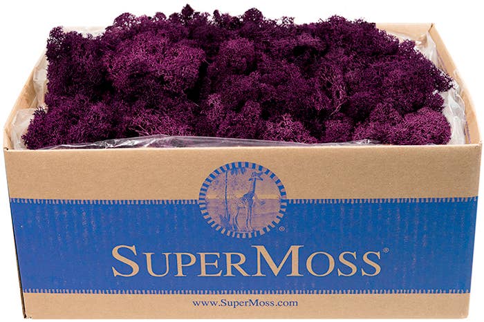 Reindeer Moss Preserved 3lb Bulk Box - Glass Garden Studio
