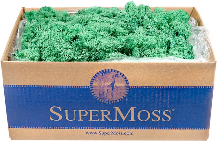 Reindeer Moss Preserved 3lb Bulk Box - Glass Garden Studio