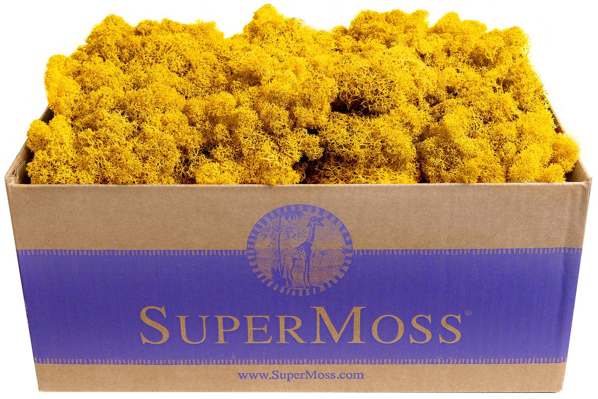 Reindeer Moss Preserved 3lb Bulk Box - Glass Garden Studio