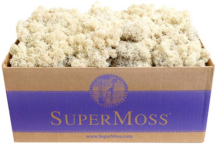 Reindeer Moss Preserved 3lb Bulk Box - Glass Garden Studio