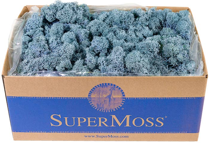 Reindeer Moss Preserved 3lb Bulk Box - Glass Garden Studio