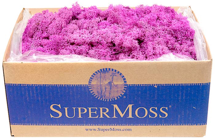 Reindeer Moss Preserved 3lb Bulk Box - Glass Garden Studio