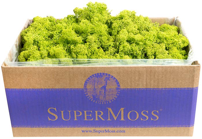 Reindeer Moss Preserved 3lb Bulk Box - Glass Garden Studio