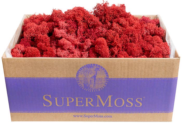 Reindeer Moss Preserved 3lb Bulk Box - Glass Garden Studio