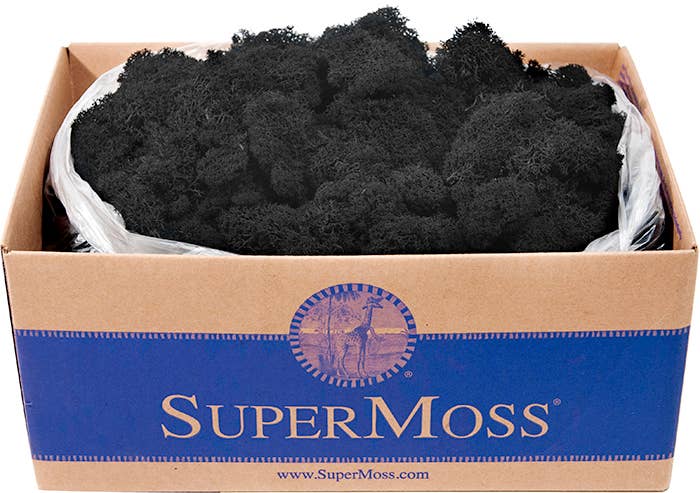 Reindeer Moss Preserved 3lb Bulk Box - Glass Garden Studio