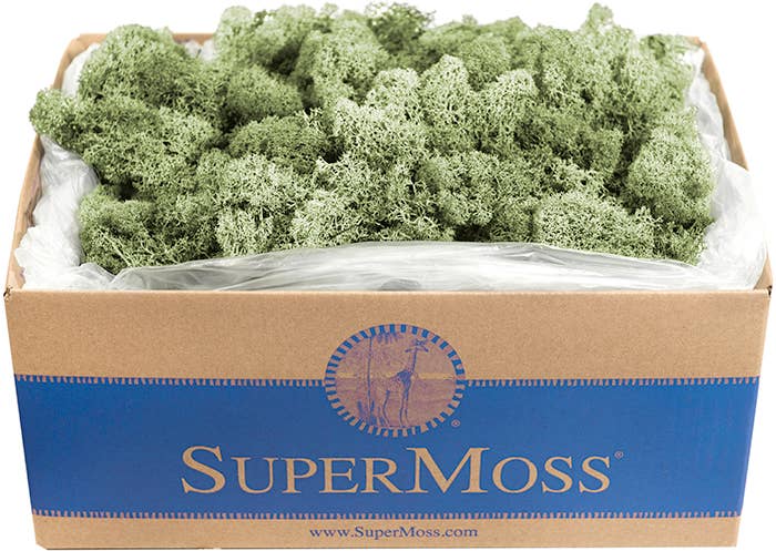 Reindeer Moss Preserved 3lb Bulk Box - Glass Garden Studio