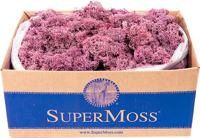 Reindeer Moss Preserved 3lb Bulk Box - Glass Garden Studio