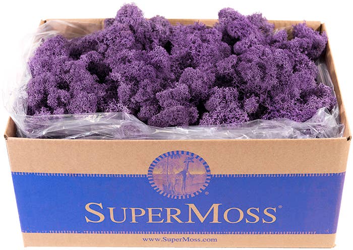 Reindeer Moss Preserved 3lb Bulk Box - Glass Garden Studio