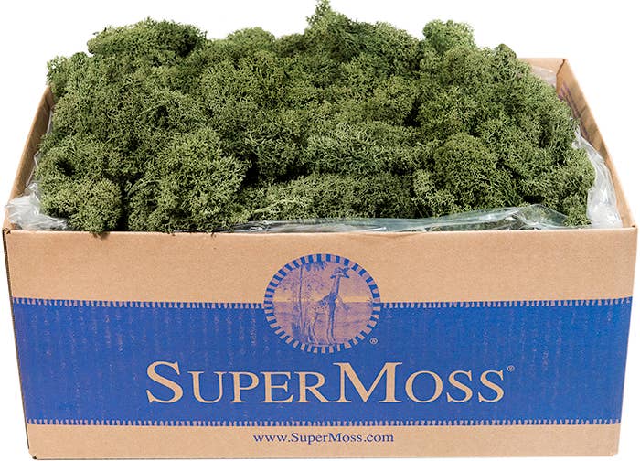 Reindeer Moss Preserved 3lb Bulk Box - Glass Garden Studio