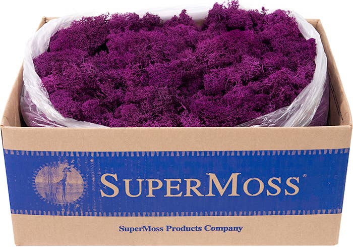 Reindeer Moss Preserved 3lb Bulk Box - Glass Garden Studio