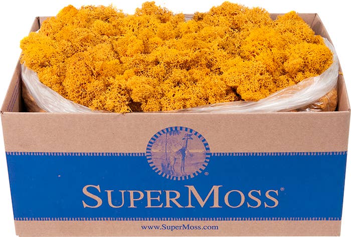 Reindeer Moss Preserved 3lb Bulk Box - Glass Garden Studio