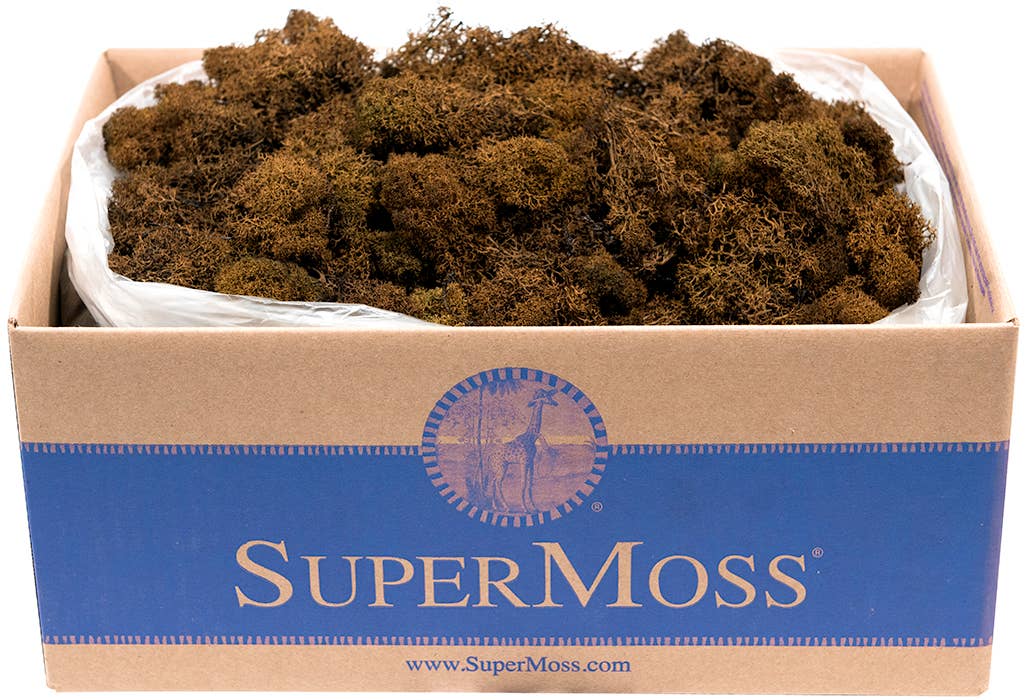 Reindeer Moss Preserved 3lb Bulk Box - Glass Garden Studio