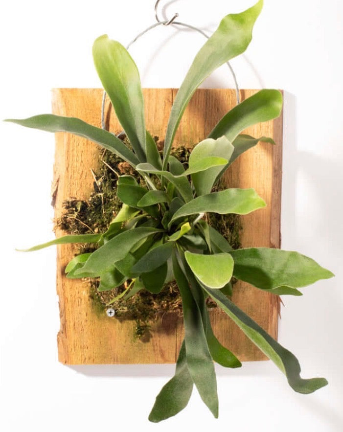 Live staghorn fern mounted as wall art on a natural wood board at Glass Garden Studio