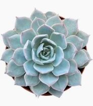 Succ Echeveria Elegans -Blue Rose-4in - Glass Garden Studio
