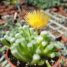 Succ Graptosedum Baby Toes-4in - Glass Garden Studio