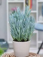 Succ Mount Everest - Glass Garden Studio
