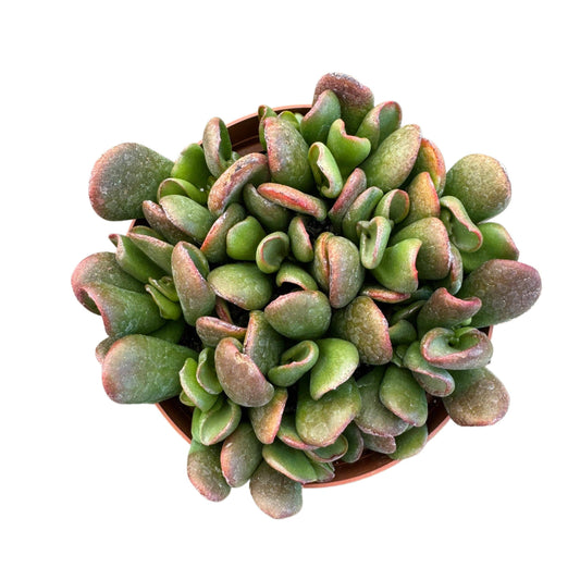 Succ Ogre Ear Jade 4in - Glass Garden Studio