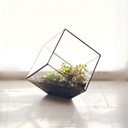 Terrarium Cube Blk Frame 8.5in - Glass Garden Studio
