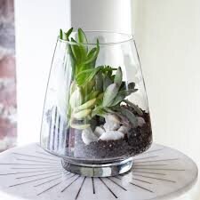 Terrarium Pyramid Glass (CLASS) - Glass Garden Studio
