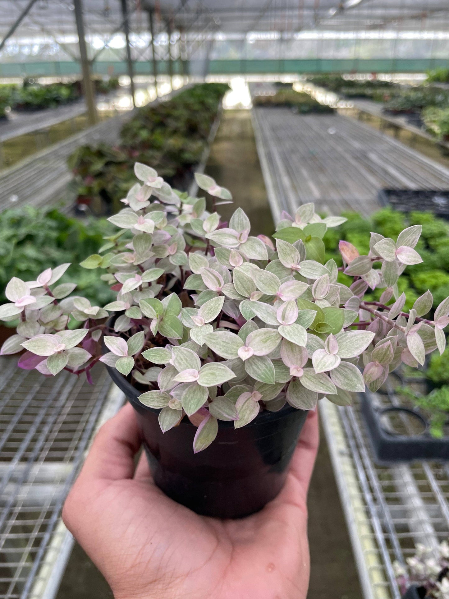 Tradescantia Callisia 'Pink Panther' - 4" Pot - Glass Garden Studio