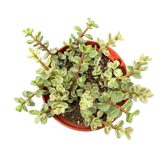 Variegated Elephant Bush | 4 inch | Portulacaria variegata - Glass Garden Studio