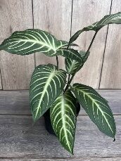 Xanthosoma Linenii Magnificum-10in - Glass Garden Studio